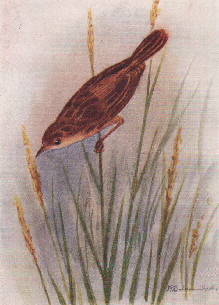 INDIAN BIRDS. The Streaked Fantail Warbler 1943 old vintage print picture